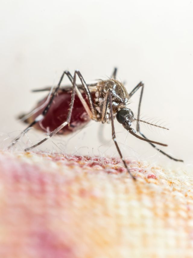 Read more about the article YOGA POSES FOR AIDING RECOVERY FROM DENGUE