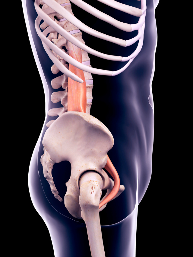 Read more about the article YOGA  FOR  STRENGTHENING THE PSOAS MUSCLE