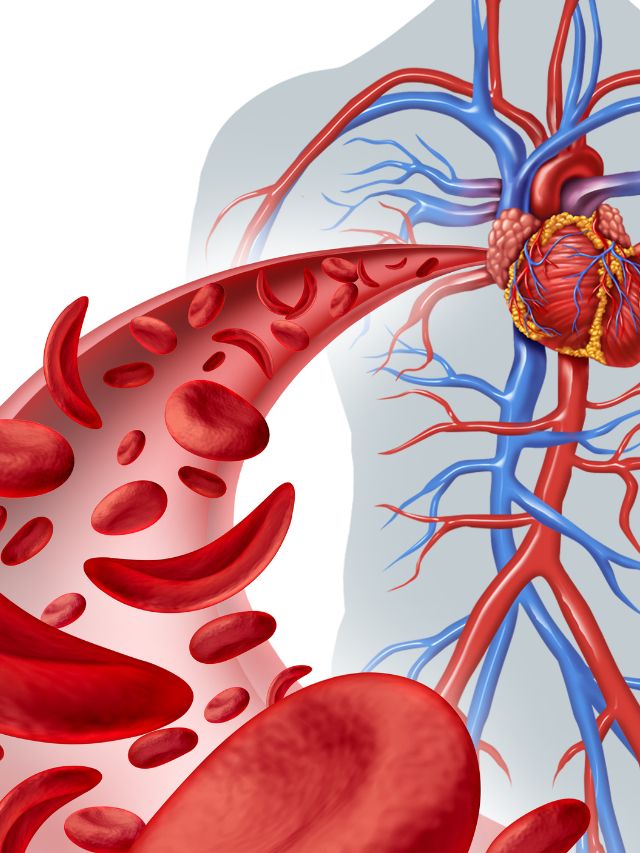 Read more about the article YOGA POSES TO IMPROVE BLOOD CIRCULATION