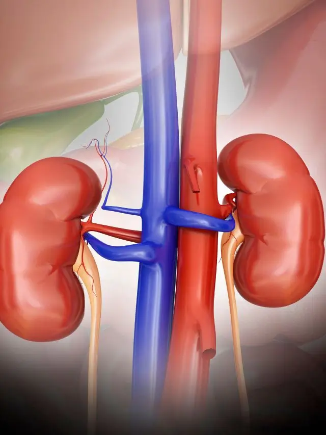 Read more about the article YOGA POSES FOR HEALTHY KIDNEY