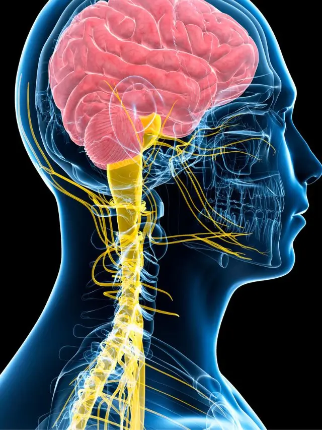 Read more about the article POWERFUL YOGA POSES TO STIMULATE VAGUS NERVE